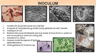 Disease cycle in plant diseases | PDF