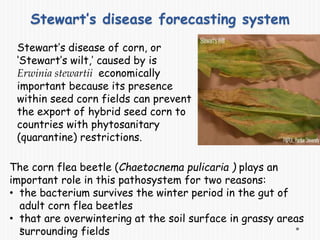 Stewart’s disease forecasting system
Stewart’s disease of corn, or
‘Stewart’s wilt,’ caused by is
Erwinia stewartii economically
important because its presence
within seed corn fields can prevent
the export of hybrid seed corn to
countries with phytosanitary
(quarantine) restrictions.
The corn flea beetle (Chaetocnema pulicaria ) plays an
important role in this pathosystem for two reasons:
• the bacterium survives the winter period in the gut of
adult corn flea beetles
• that are overwintering at the soil surface in grassy areas
surrounding fields
 