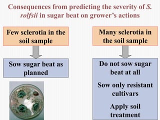 Consequences from predicting the severity of S.
rolfsii in sugar beat on grower’s actions
Many sclerotia in
the soil sample
Do not sow sugar
beat at all
Sow only resistant
cultivars
Apply soil
treatment
Few sclerotia in the
soil sample
Sow sugar beat as
planned
 