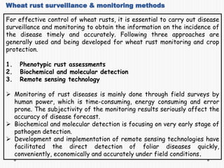 Wheat rust surveillance & monitoring methods
For effective control of wheat rusts, it is essential to carry out disease
surveillance and monitoring to obtain the information on the incidence of
the disease timely and accurately. Following three approaches are
generally used and being developed for wheat rust monitoring and crop
protection.
1. Phenotypic rust assessments
2. Biochemical and molecular detection
3. Remote sensing technology
 Monitoring of rust diseases is mainly done through field surveys by
human power, which is time-consuming, energy consuming and error
prone. The subjectivity of the monitoring results seriously affect the
accuracy of disease forecast.
 Biochemical and molecular detection is focusing on very early stage of
pathogen detection.
 Development and implementation of remote sensing technologies have
facilitated the direct detection of foliar diseases quickly,
conveniently, economically and accurately under field conditions.
 