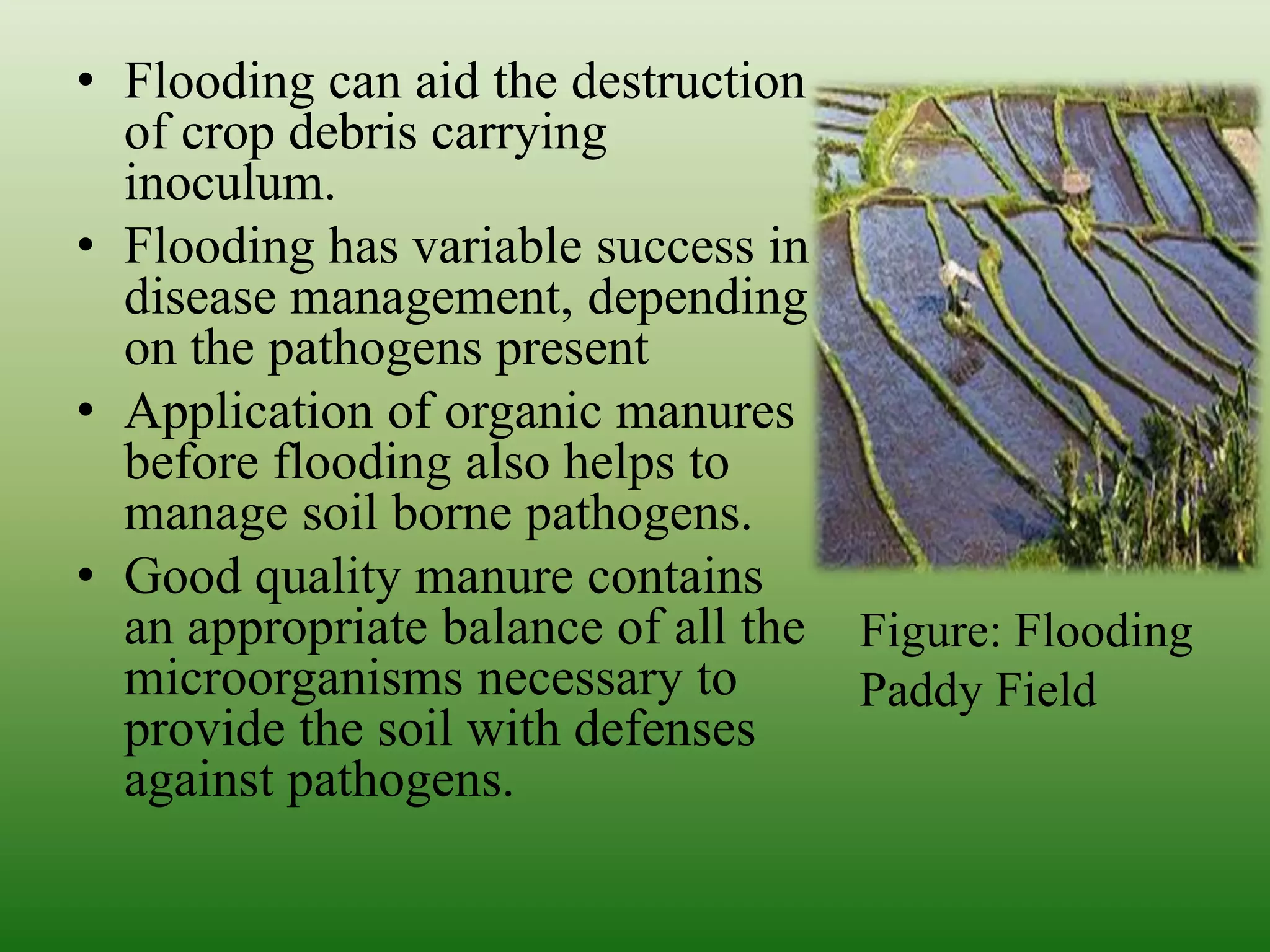 • Flooding can aid the destruction
of crop debris carrying
inoculum.
• Flooding has variable success in
disease management, depending
on the pathogens present
• Application of organic manures
before flooding also helps to
manage soil borne pathogens.
• Good quality manure contains
an appropriate balance of all the
microorganisms necessary to
provide the soil with defenses
against pathogens.
Figure: Flooding
Paddy Field
 