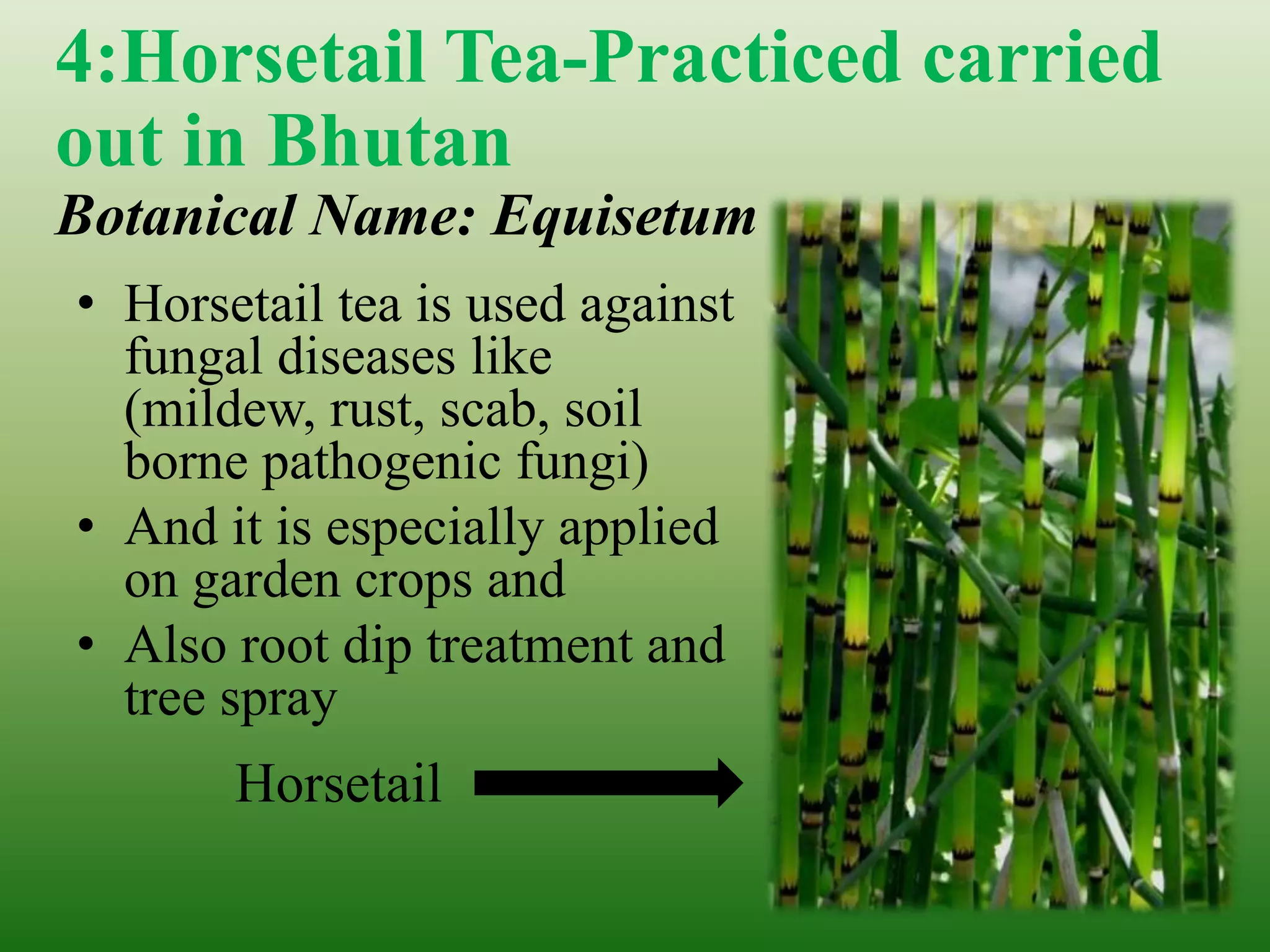 • Horsetail tea is used against
fungal diseases like
(mildew, rust, scab, soil
borne pathogenic fungi)
• And it is especially applied
on garden crops and
• Also root dip treatment and
tree spray
4:Horsetail Tea-Practiced carried
out in Bhutan
Botanical Name: Equisetum
Horsetail
 