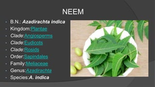 Diseases of Neem; | PPTX