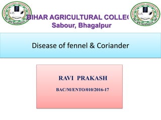 Disease of fennel & Coriander
RAVI PRAKASH
BAC/M/ENTO/010/2016-17
BIHAR AGRICULTURAL COLLEGE
Sabour, Bhagalpur
 