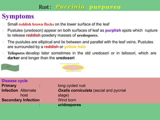 Reddish Infection diseaseofsorghum-120711180411-phpapp01.pptx