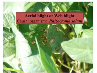 Comprehensive Overview of Soybean and Pulse Crop Diseases and Their ...