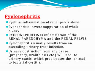 Disease of Urinary System.pptx