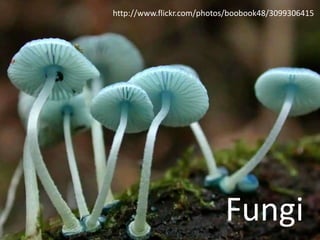 http://www.flickr.com/photos/boobook48/3099306415




                           Fungi
 