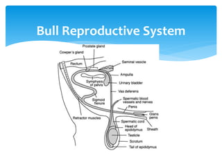 Bull Reproductive System