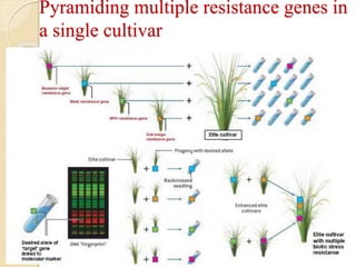 Disease resistance rice | PPTX