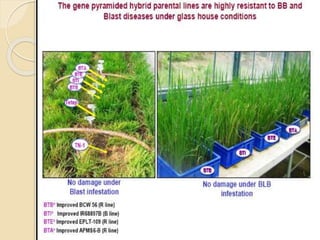 Disease resistance rice | PPTX