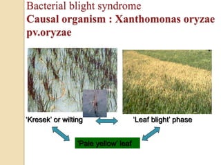 Disease resistance rice | PPTX