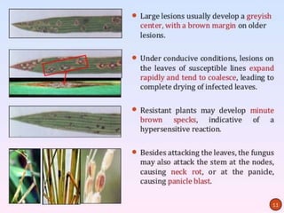Disease resistance rice | PPTX