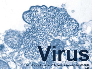 Virus
http://www.flickr.com/photos/microbeworld/5733284
 