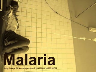 Malaria
http://www.flickr.com/photos/710928003/1466610787
 