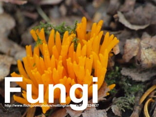 Fungi
http://www.flickr.com/photos/nottinghamvets/5828224837
 