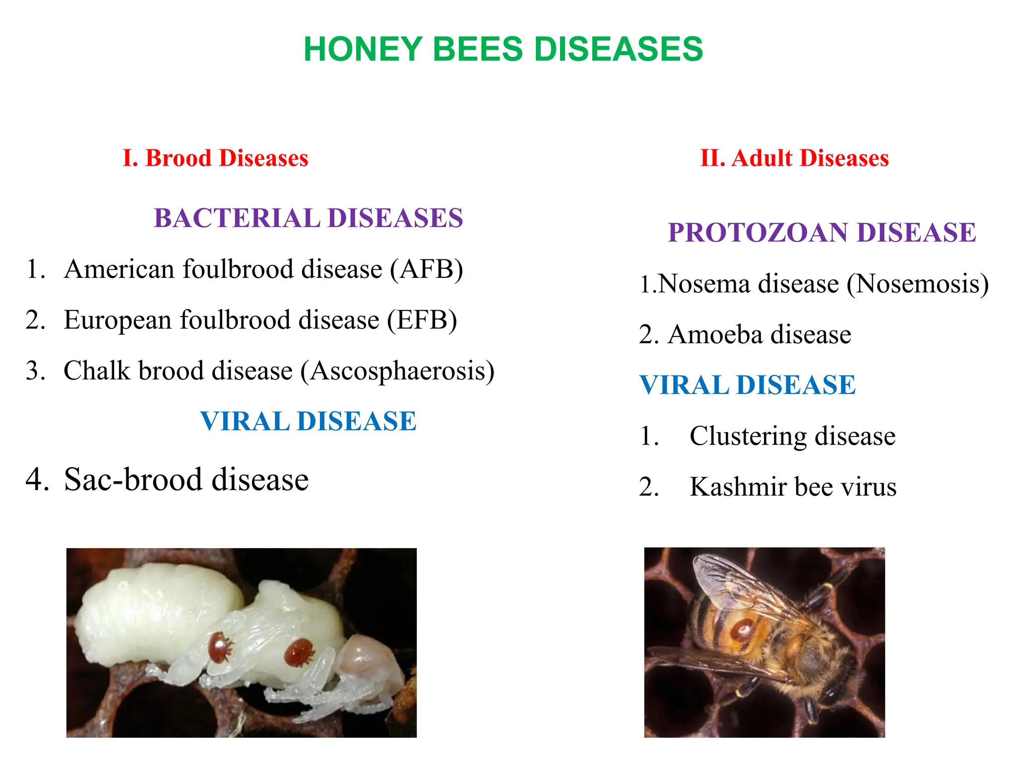 Diseases of honeybees and their management.pptx