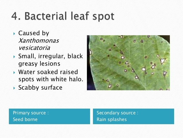 Diseases of Capsicum