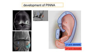 Positioning Pinna Anatomy-of-external-ear-pinna-canall.pdf