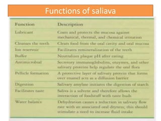 Functions of saliava
 