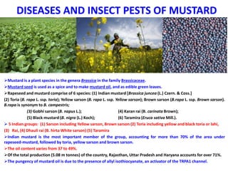 DISEASES AND INSECT PESTS OF MUSTARD
Mustard is a plant species in the genera Brassica in the family Brassicaceae.
Mustard seed is used as a spice and to make mustard oil, and as edible green leaves.
Rapeseed and mustard comprise of 6 species: (1) Indian mustard [Brassica juncea (L.) Czern. & Coss.]
(2) Toria (B. rapa L. ssp. toria); Yellow sarson (B. rapa L. ssp. Yellow sarson); Brown sarson (B.rapa L. ssp. Brown sarson).
B.rapa is synonym to B. campestris;
(3) Gobhi sarson (B. napus L.); (4) Karan rai (B. carinata Brown);
(5) Black mustard (B. nigra (L.) Koch); (6) Taramira (Eruca sativa Mill.).
 5 Indian groups: (1) Sarson including Yellow sarson, Brown sarson (2) Toria including yellow and black toria or lahi,
(3) Rai, (4) Dhauli rai (B. hirta White sarson) (5) Taramira
Indian mustard is the most important member of the group, accounting for more than 70% of the area under
rapeseed-mustard, followed by toria, yellow sarson and brown sarson.
The oil content varies from 37 to 49%.
Of the total production (5.08 m tonnes) of the country, Rajasthan, Uttar Pradesh and Haryana accounts for over 71%.
The pungency of mustard oil is due to the presence of allyl isothiocyanate, an activator of the TRPA1 channel.
 