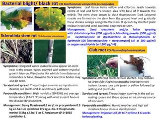 DISEASES AND INSECT PESTS OF MUSTARD.pptx