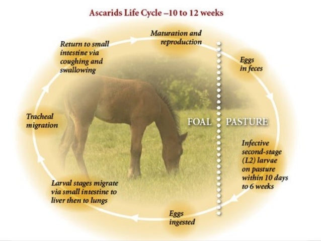Equine influenza virus life cycle