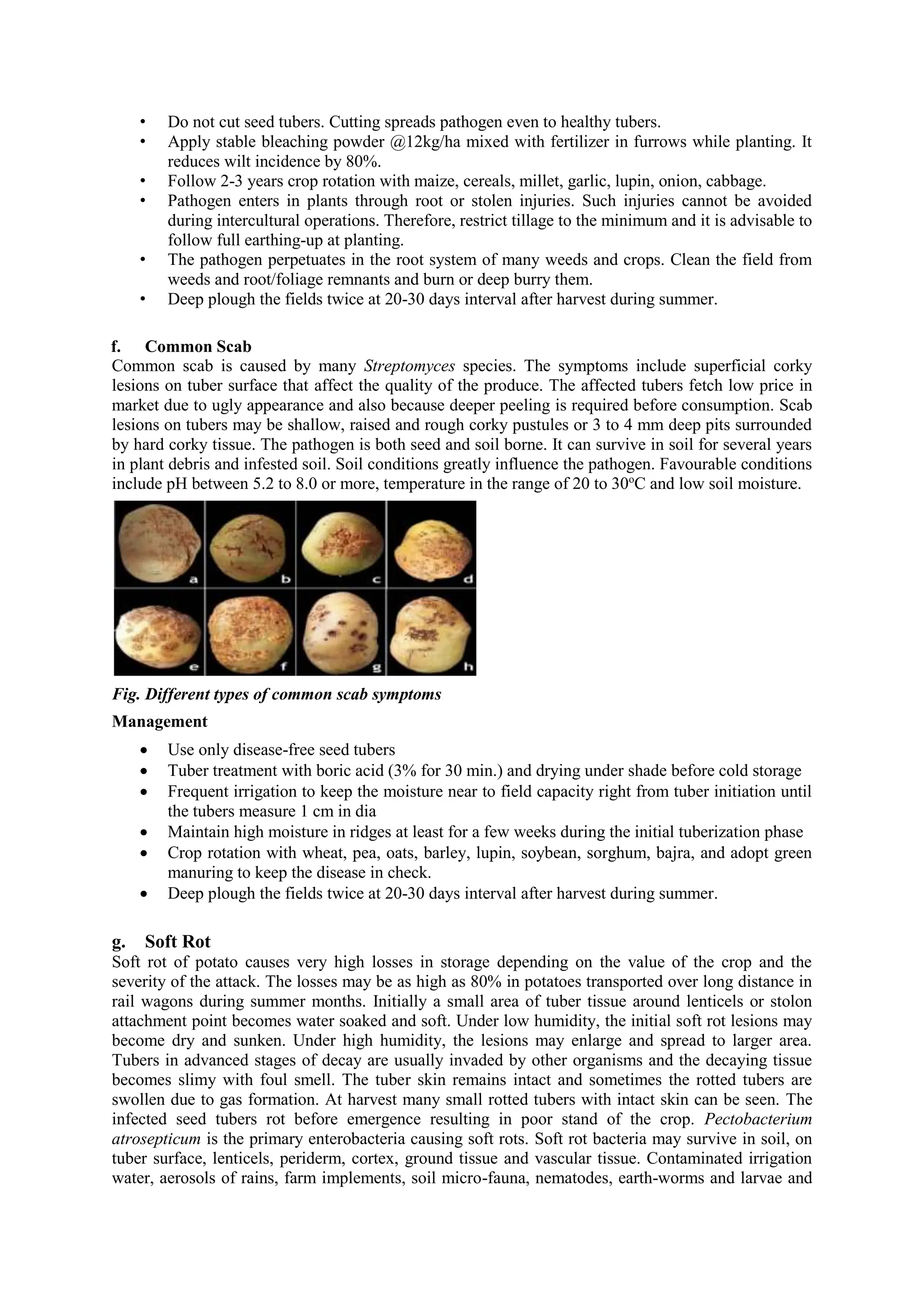 Diseases and pests of potato Vinay Sagar.docx