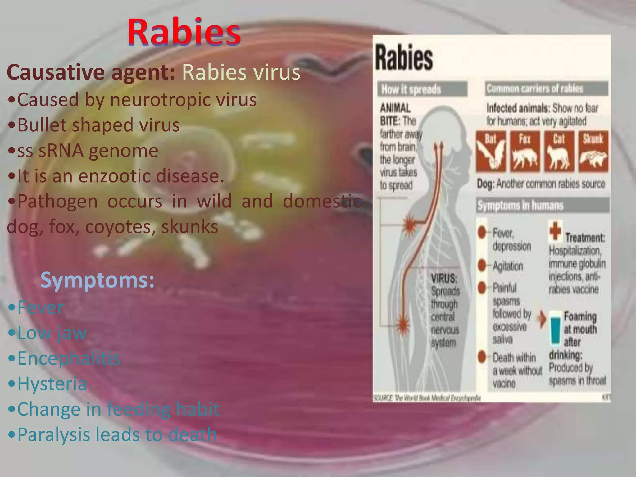 Diseases caused by bacteria and viruses to human | PPTX