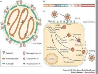Diseases caused by bacteria and viruses to human | PPTX