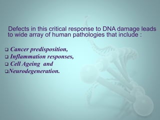 Defects in this critical response to DNA damage leads
to wide array of human pathologies that include :
 Cancer predisposition,
 Inflammation responses,
 Cell Ageing and
Neurodegeneration.
 