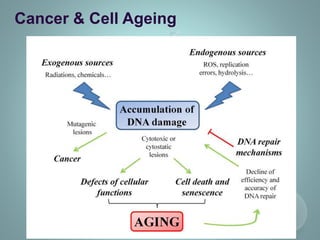 Cancer & Cell Ageing
 