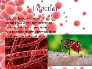 Infection
Only anopheles mosquitoes
are the know vectors for transmissing
malaria .But for the mosquito must
have ben infected form a previous blood
meal taken on a infected human.
 
