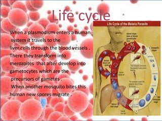 Life cycle
When a plasmodium enters a human
system it travels to the
liver cells through the blood vessels .
There they transform into
merozoites that after develop into
gametocytes which are the
precursors of gametes .
When another mosquito bites this
human new spores migrate .
 