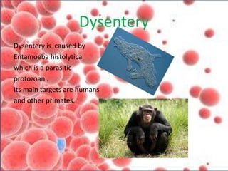 Dysentery
Dysentery is caused by
Entamoeba histolytica
which is a parasitic
protozoan .
Its main targets are humans
and other primates.
 