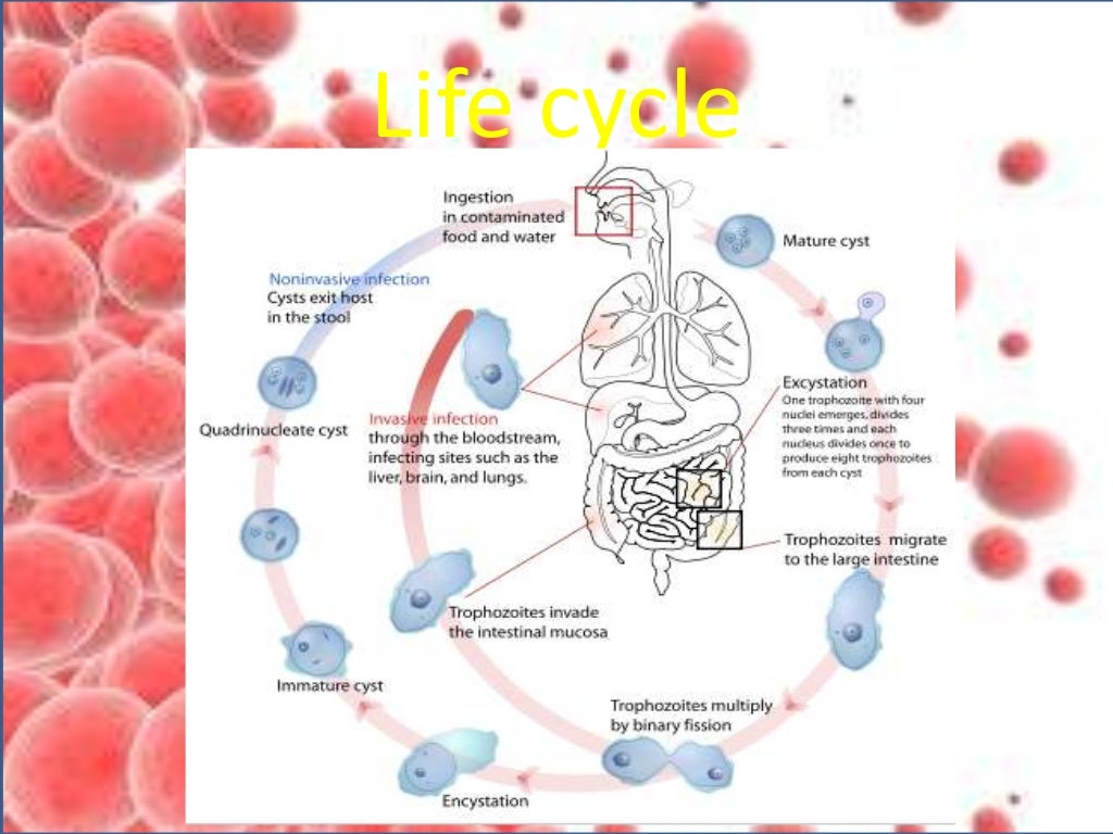 Diseases caused by protista