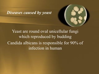 Diseases caused by yeast
Yeast are round oval unicellular fungi
which reproduced by budding
Candida albicans is responsible for 90% of
infection in human
 