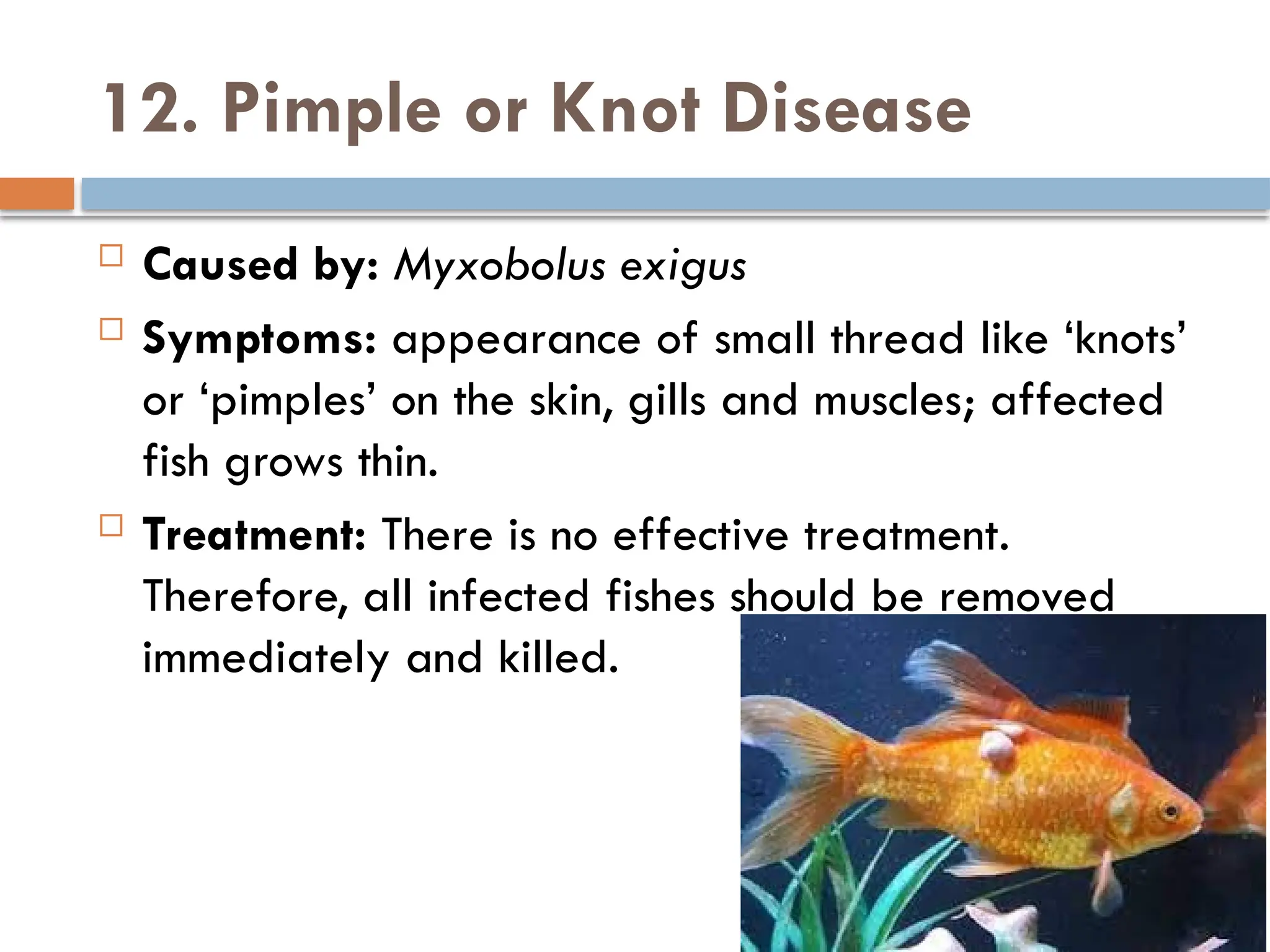 Threading Pimples Fish Diseases and remedial measures.pptx