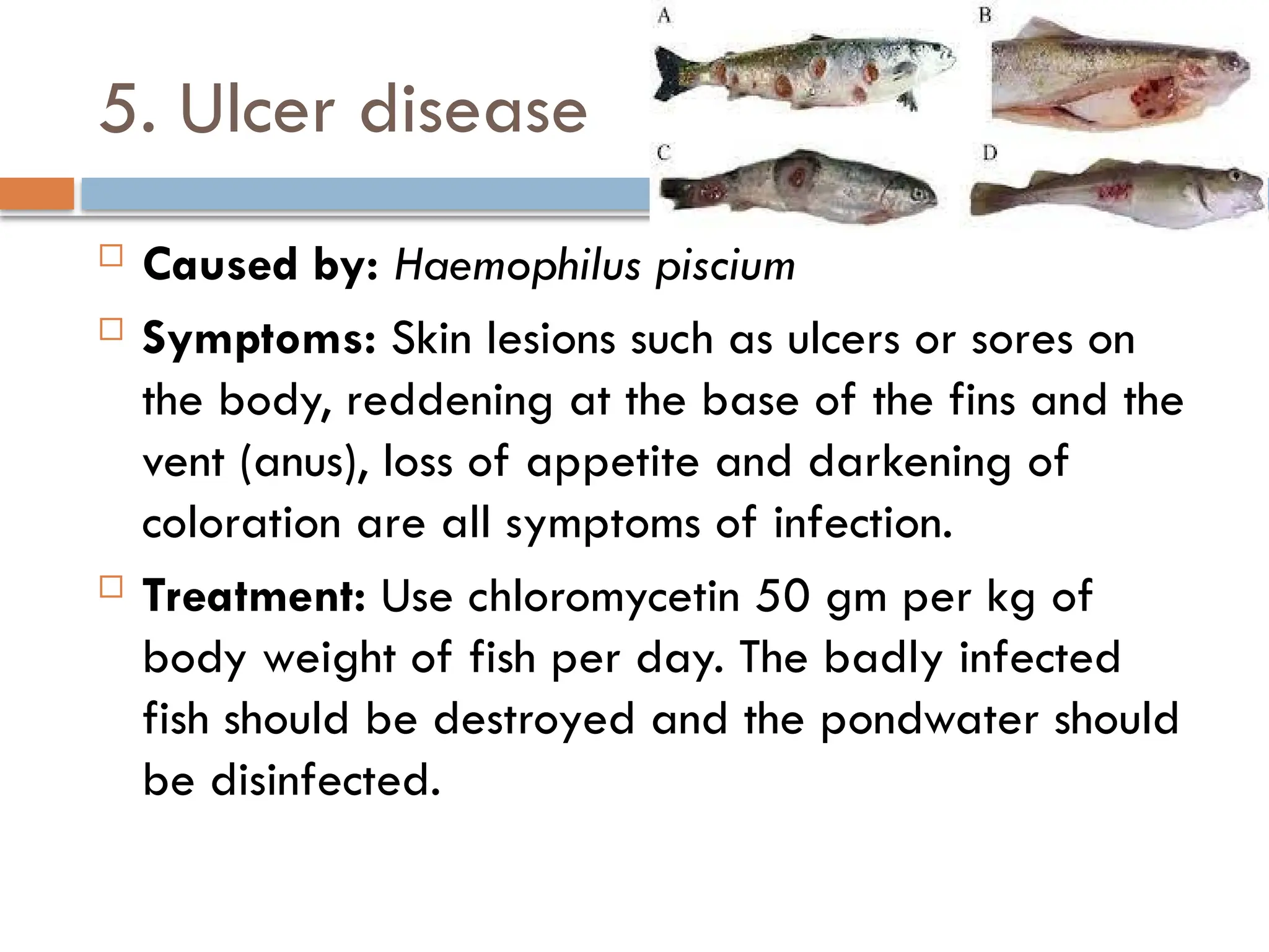 Fish Diseases and remedial measures.pptx