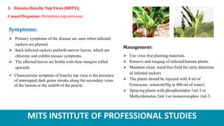 MITS INSTITUTE OF PROFESSIONAL STUDIES
1. Banana Bunchy Top Virus (BBTV):
Casual Organism: Pentalonia nigronervosa
Symptoms:
 Primary symptoms of the disease are seen when infected
suckers are planted.
 Such infected suckers putforth narrow leaves, which are
chlorotic and exhibit mosaic symptoms.
 The affected leaves are brittle with their margins rolled
upwards.
 Characteristic symptom of bunchy top virus is the presence
of interrupted dark green streaks along the secondary veins
of the lamina or the midrib of the petiole.
Management:
 Use virus free planting materials.
 Remove and rouging of infected banana plants.
 Maintain clean, weed free field for early detection
of infested suckers
 The plants should be injected with 4 ml of
Fernoxone solution(50g in 400 ml of water)
 Spraying plants with phosphomidon 1ml /l or
Methyldemeton 2ml/ l or monocrotophos 1ml /l
 