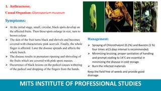 MITS INSTITUTE OF PROFESSIONAL STUDIES
1. Anthracnose:
Casual Organism: Gloeosporium musarum
Symptoms:
 At the initial stage, small, circular, black spots develop on
the affected fruits. Then these spots enlarge in size, turn to
brown colour.
 The skin of the fruit turns black and shrivels and becomes
covered with characteristic pink acervuli. Finally, the whole
finger is affected. Later the disease spreads and affects the
whole bunch.
 The disease results in premature ripening and shriveling of
the fruits which are covered with pink spore masses.
 Occurrence of black lesions on the pedicel causes withering
of the pedicel and dropping of the fingers from the hands.
Management:
 Spraying of Chlorothalonil (0.2%) and Bavistin (1 %)
four times at15 days interval is recommended.
 Minimizing bruising; proper sanitation of handling
and prompt cooling to 14°C are essential in
minimizing the disease in cold storage.
 Burn the infected materials
Keep the field free of weeds and provide good
drainage.
 