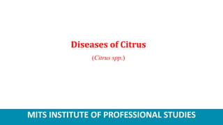 MITS INSTITUTE OF PROFESSIONAL STUDIES
Diseases of Citrus
(Citrus spp.)
 