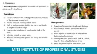 MITS INSTITUTE OF PROFESSIONAL STUDIES
1. Gummosis:
Casual Organism: Phytophthora nicotianae var. parasitica, P.
palmivora, P. citrophthora
Symptoms:
 Disease starts as water-soaked patches on basal portions
of the stem near ground level
 Patches turn dark staining of bark brown
 Bark in such parts dries, shrinks and cracks and shreds
in lengthwise vertical strips.
 Later profuse exudation of gum from the bark of the
trunk.
 Infection extends to crown roots.
 Affected collar region is girdled and finally the infected
tree dies.
Management:
 Selection of proper site with adequate drainage
 Selection high budded grafts (30 to 45 cm or
above)
 Avoid injuries to crown roots or base of stem
during cultural operations
 Painting Bordeaux paste or with ZnSO4, CuSO4,
lime (5:1:4) to a height of about 60 cm
 above the ground level at least once a year.
 