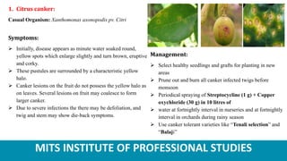 MITS INSTITUTE OF PROFESSIONAL STUDIES
1. Citrus canker:
Casual Organism: Xanthomonas axonopodis pv. Citri
Symptoms:
 Initially, disease appears as minute water soaked round,
yellow spots which enlarge slightly and turn brown, eruptive
and corky.
 These pustules are surrounded by a characteristic yellow
halo.
 Canker lesions on the fruit do not possess the yellow halo as
on leaves. Several lesions on fruit may coalesce to form
larger canker.
 Due to severe infections the there may be defoliation, and
twig and stem may show die-back symptoms.
Management:
 Select healthy seedlings and grafts for planting in new
areas
 Prune out and burn all canker infected twigs before
monsoon
 Periodical spraying of Streptocycline (1 g) + Copper
oxychloride (30 g) in 10 litres of
 water at fortnightly interval in nurseries and at fortnightly
interval in orchards during rainy season
 Use canker tolerant varieties like “Tenali selection” and
“Balaji”
 