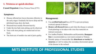 MITS INSTITUTE OF PROFESSIONAL STUDIES
1. Tristeza or quick decline:
Casual Organism: Citrus Tristeza Virus (CTV)
Symptoms:
 Disease affected tree leaves becomes chlorotic in
the early stages. Gradually the leaves drop and the
defoliated twigs show die-back.
 Diseased trees usually blossom heavily.
 Under the tree bark stem pitting can be observed.
 Trees with stem pitting are stunted and set less
fruits.
 The fruits are of smaller size and of poor quality
Management:
 Use certified budwood free of CTV to prevent primary
(vertical) spread of disease
 Remove all diseased trees as and when the disease is noticed.
Fresh plantings to be taken with virus free materials on
tolerant rootstocks.
 For Andhra Pradesh, Maharashtra and Karnataka, Rangapur
lime is recommended as a root stock resistant to Tristeza.
 Periodic sprays of insecticides like dimethoate or methyl S
demeton at 2 ml/l to reduce the secondary (horizontal) spread
of the disease in the orchard.
 