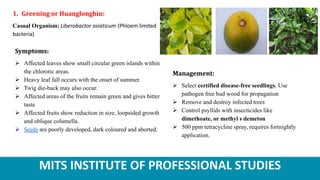 MITS INSTITUTE OF PROFESSIONAL STUDIES
1. Greening or Huanglongbin:
Casual Organism: Liberobactor asiaticum (Phloem limited
bacteria)
Symptoms:
 Affected leaves show small circular green islands within
the chlorotic areas.
 Heavy leaf fall occurs with the onset of summer.
 Twig die-back may also occur.
 Affected areas of the fruits remain green and gives bitter
taste
 Affected fruits show reduction in size, loopsided growth
and oblique columella.
 Seeds are poorly developed, dark coloured and aborted.
Management:
 Select certified disease-free seedlings. Use
pathogen free bud wood for propagation
 Remove and destroy infected trees
 Control psyllids with insecticides like
dimethoate, or methyl s demeton
 500 ppm tetracycline spray, requires fortnightly
application.
 