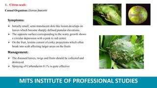 MITS INSTITUTE OF PROFESSIONAL STUDIES
1. Citrus scab:
Casual Organism: Elsinoe fawcetti
Symptoms:
 Initially small, semi-translucent dots like lesion develops on
leaves which become sharply defined pustular elevations.
 The opposite surface corresponding to the warty growth shows
a circular depression with a pink to red centre.
 On the fruit, lesions consist of corky projections which often
break into scab affecting larger areas on the fruits
Management:
 The diseased leaves, twigs and fruits should be collected and
destroyed.
 Spraying of Carbendazim 0.1% is quite effective
 