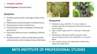 MITS INSTITUTE OF PROFESSIONAL STUDIES
1. Powdery mildew
Casual Organism: Uncinula necator
Symptoms:
 Powdery growth mostly on the upper surface of the
leaves.
 Malformation and discolouration of affected leaves.
 Discolouration of stem to dark brown.
 Floral infection results in shedding of flowers and
poor fruit set.
 Early berry infection results in shedding of affected
berries.
 Powdery growth is visible on older berries and the
infection results in the Cracking of skin of the berries
Management:
 Prophylactic spray with B.M. 1% or Lime sulphur at
dormant stage delays development of disease by decreasing
initial inoculum
 Spray wettable sulphur @0.3% or Dinocap or Tridemorph
@0.1%
 Oxythioquinox (Morestan) @0.03% sprayed at 4 days
interval starting from last week of December to 1st week of
March
 Grow resistant varieties like Chholth Red, Chholth white,
Skibba Red, Skibba White
 