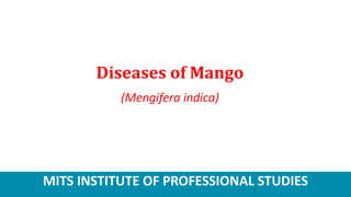 MITS INSTITUTE OF PROFESSIONAL STUDIES
Diseases of Mango
(Mengifera indica)
 