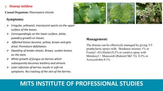 MITS INSTITUTE OF PROFESSIONAL STUDIES
1. Downy mildew
Casual Organism: Plasmopara viticola
Symptoms:
 Irregular, yellowish, translucent sports on the upper
surface of the leaves.
 Correspondingly on the lower surface, white,
powdery growth on leaves.
 Affected leaves become, yellow, brown and gets
dried. Premature defoliation.
 Dwarfing of tender shoots. Brown, sunken lesions
on the stem.
 White growth of fungus on berries which
subsequently becomes leathery and shrivels.
 Later infection of berries results in soft rot
symptoms. No cracking of the skin of the berries.
Management:
The disease can be effectively managed by giving 3-5
prophylactic sprays with Bordeaux mixture 1% or
Fosetyl -Al (Aliette) 0.2% or curative spray with
Metalaxyl + Mancozeb (Ridomil MZ 72) 0.2% or
Azoxystrobin 0.1%
 